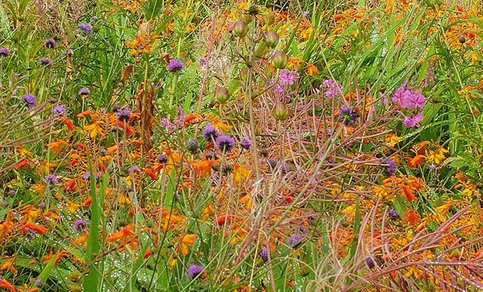 Wild Garden at Veddw